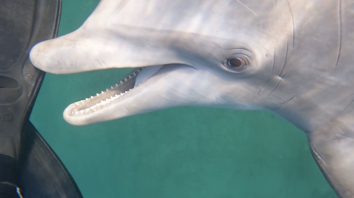 dolphincommu's tweet image. Sometimes dolphins are interested in Kathleen’s fins. Maybe b/c of how they move &amp;amp; bend? Behind every behavior are hours of learning &amp;amp; analyzing. This BTS work turns any given observation into a building block for a meaningful research project.
#AnimalBehavior #bottlenosedolphin