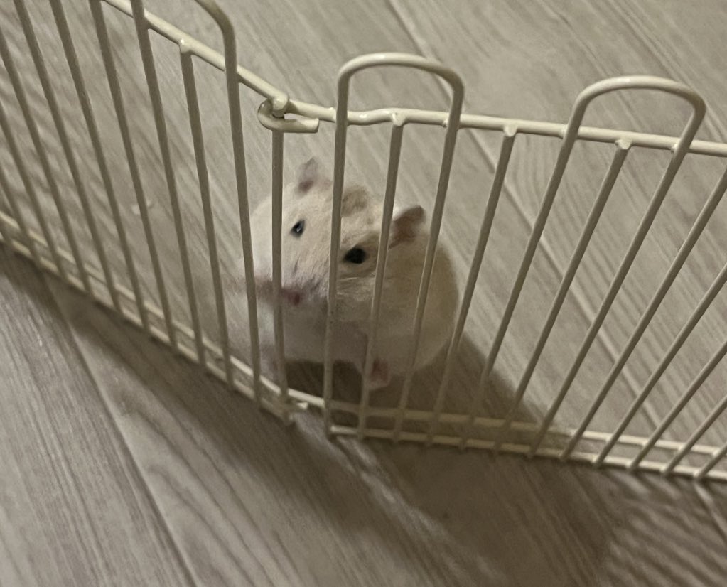 ctrl_lapis's tweet image. 未だにトイレと風呂を覚えないから両方トイレ砂にされたおもち