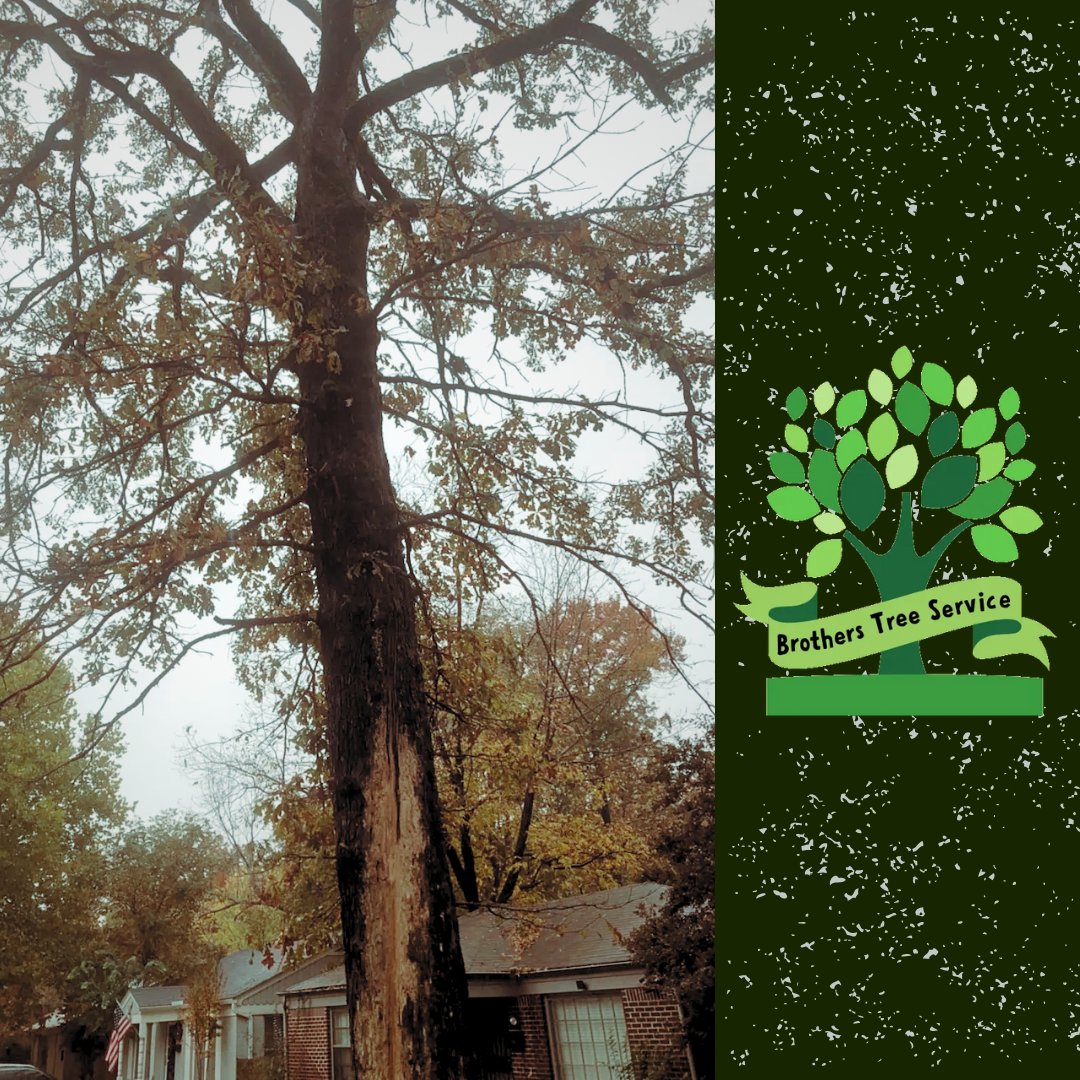 BrothersTree_'s tweet photo. Don't just keep your home clean.🫣 Call Brother's Tree Service for all your green thumb needs; from tree removal to yard clean-ups, we do it all! 👍🌲

📞 (501) 952-1192

#BrothersTreeService #TreeTrimming #TreeRemoval #Pruning #Removal #Tree #YardHack #Landscape #Landscaping https://t.co/PGaCNx71LQ