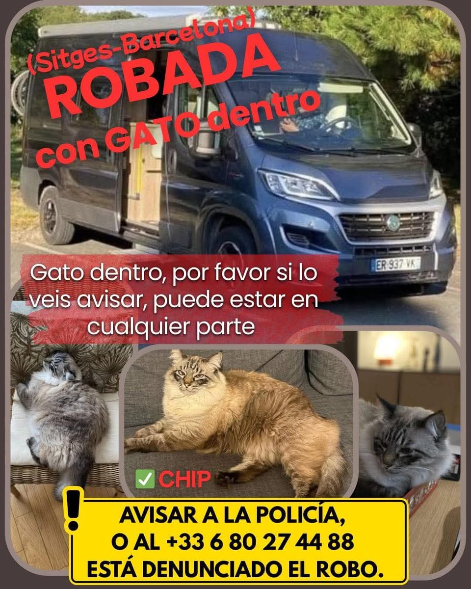🆘️ Gato dentro de vehículo robado. Visto por #Castelldefels RT 🙏
<a href="/Gata_maula/">Gata Maula 🍒</a>