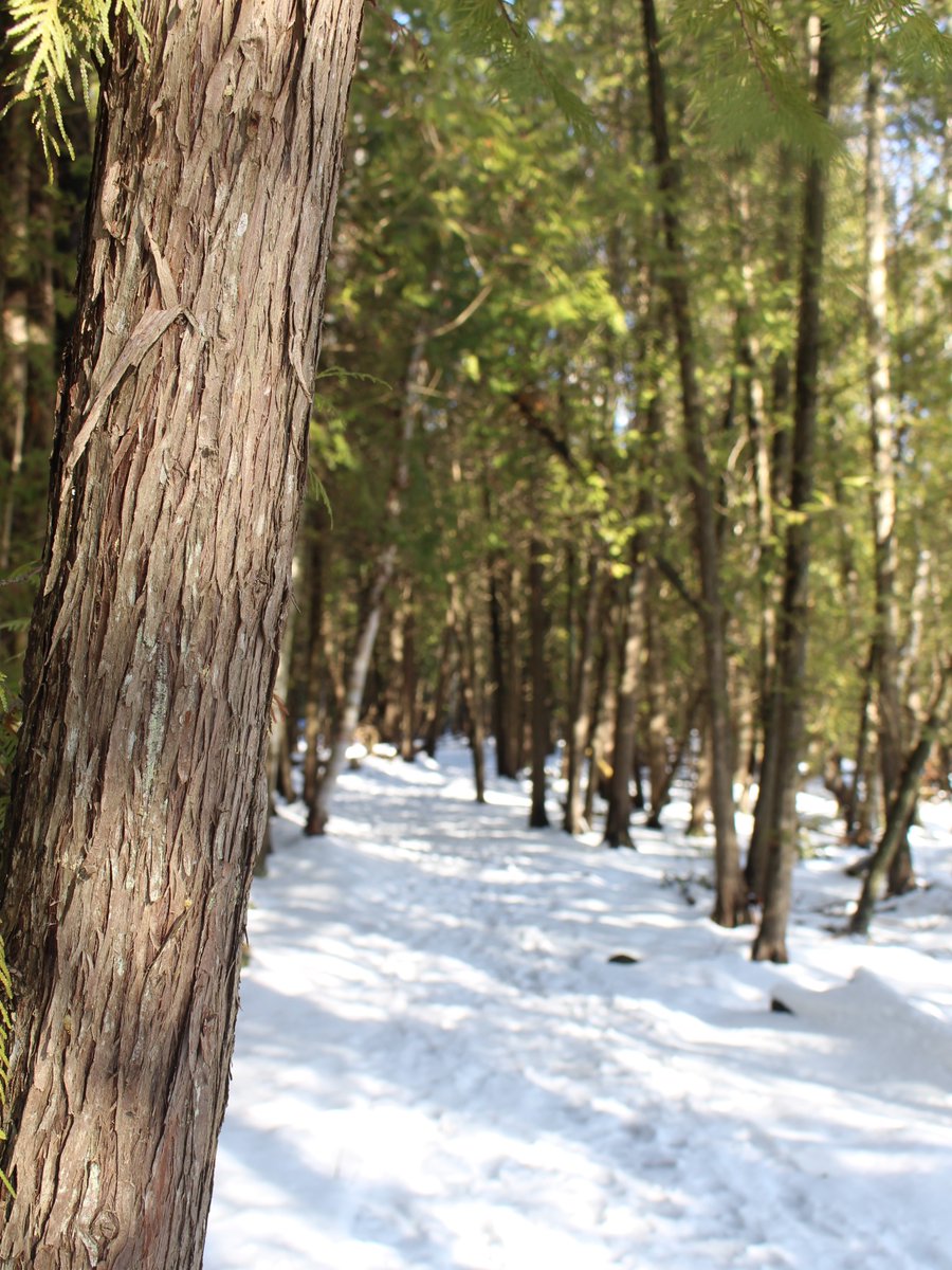Did you know MacGregor Point has over 8 km of winter hiking trails? 🥾 ❄️ 

Tower Trail, Kempf's Trail, sections of Old Shore Road Trail, and the Huron Fringe Boardwalk are great options for a variety of skill levels!