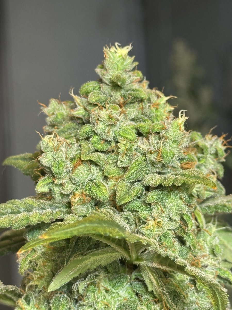 Bennett Production tweet media