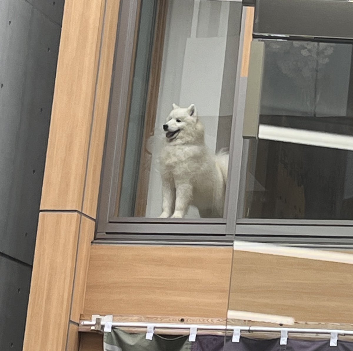 原宿行ったら人混みを見て笑顔になってるサモエドいて可愛かった