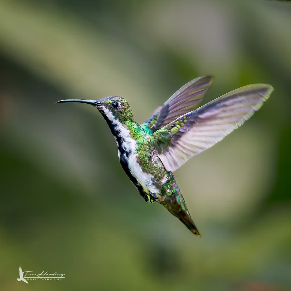 Black-throated Mango Hummingbird | Colombia 

Male and female
