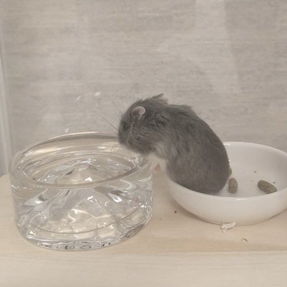 餌皿から水を直飲みスタイル
大き過ぎるから考えないと🤔