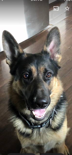 🚨LOST DOG🚨
Beat is an altered, 8-10yr. old, male German Shepherd that was last seen on the 700 block of N. Horseman in Rockford, IL 2/8/2026. 
👉Please call Tameka at (623) 280-2874 or (480) 849-1044 with any information.