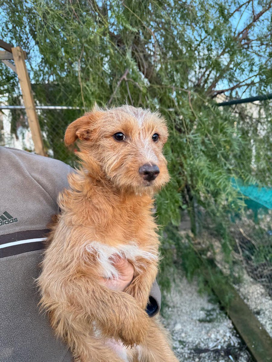 huelladejaen's tweet image. Estos dos mestizos necesitan un hogar; ellos son dos de los que evacuamos del refugio, pero no pueden estar solos en un hogar ya que quien los acogió trabaja y dejarlos en un piso ya le ha roto varias cosas…  son muy revoltosos la verdad pero así son los cachorros rescatados.