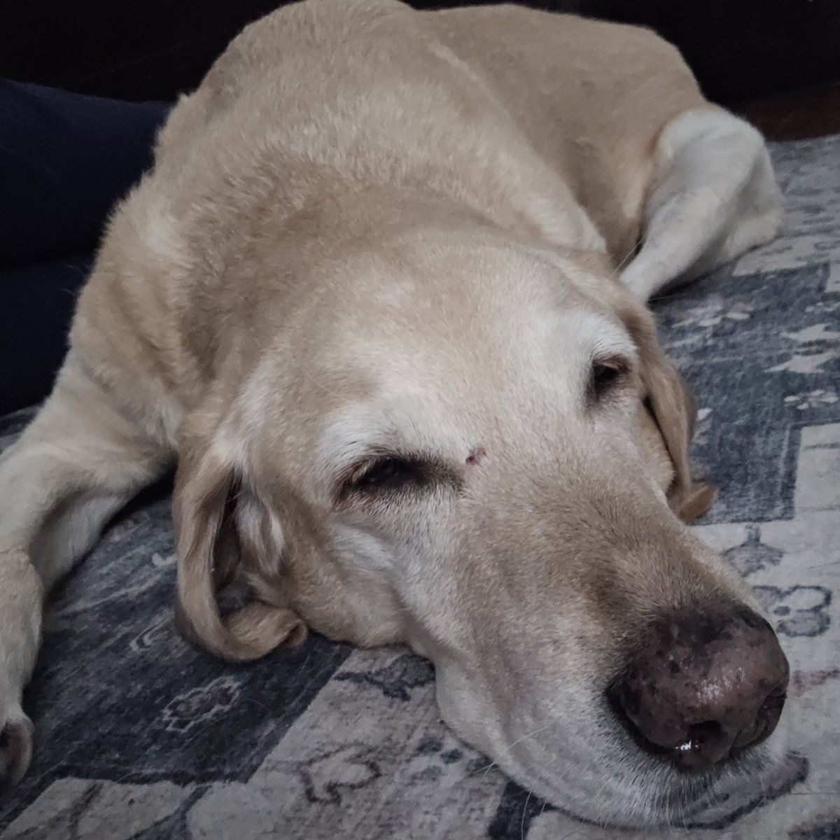 rrobben98's tweet photo. My heart is shattered into a million pieces today.  From "Really that one?" To the heart &amp; soul of our family. Rest easy sweet girl. https://t.co/UDDHkVDPRR