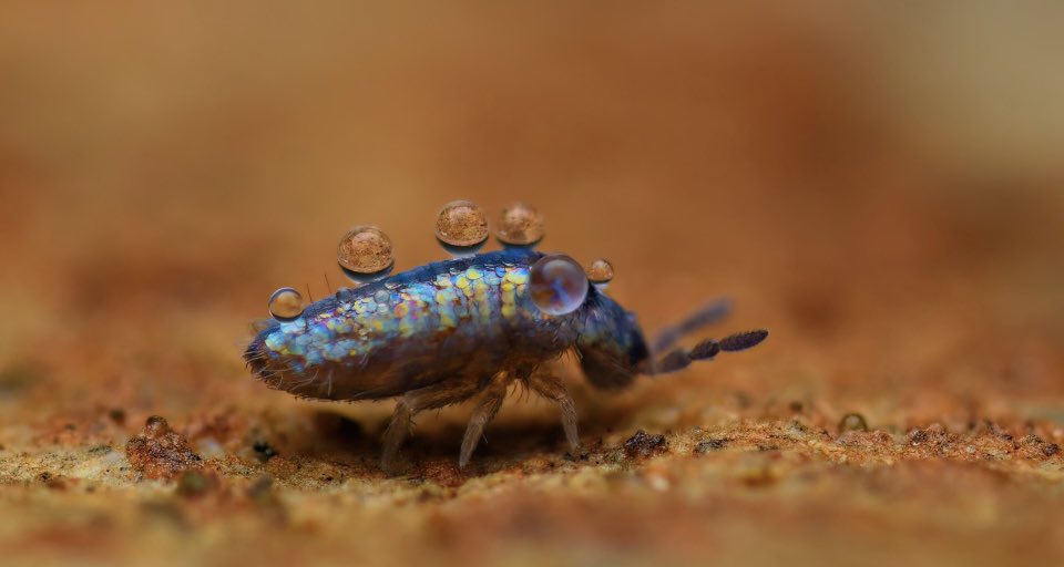 FOL_65's tweet photo. Fallen leaves and sticks are full of nutrients; insects and springtails help to redistribute this goodness. The springtails often measure less than 1mm in length, but chew organic waste into tiny fragments that bacteria release for the benefit of new plants. https://t.co/F07Y00iflW