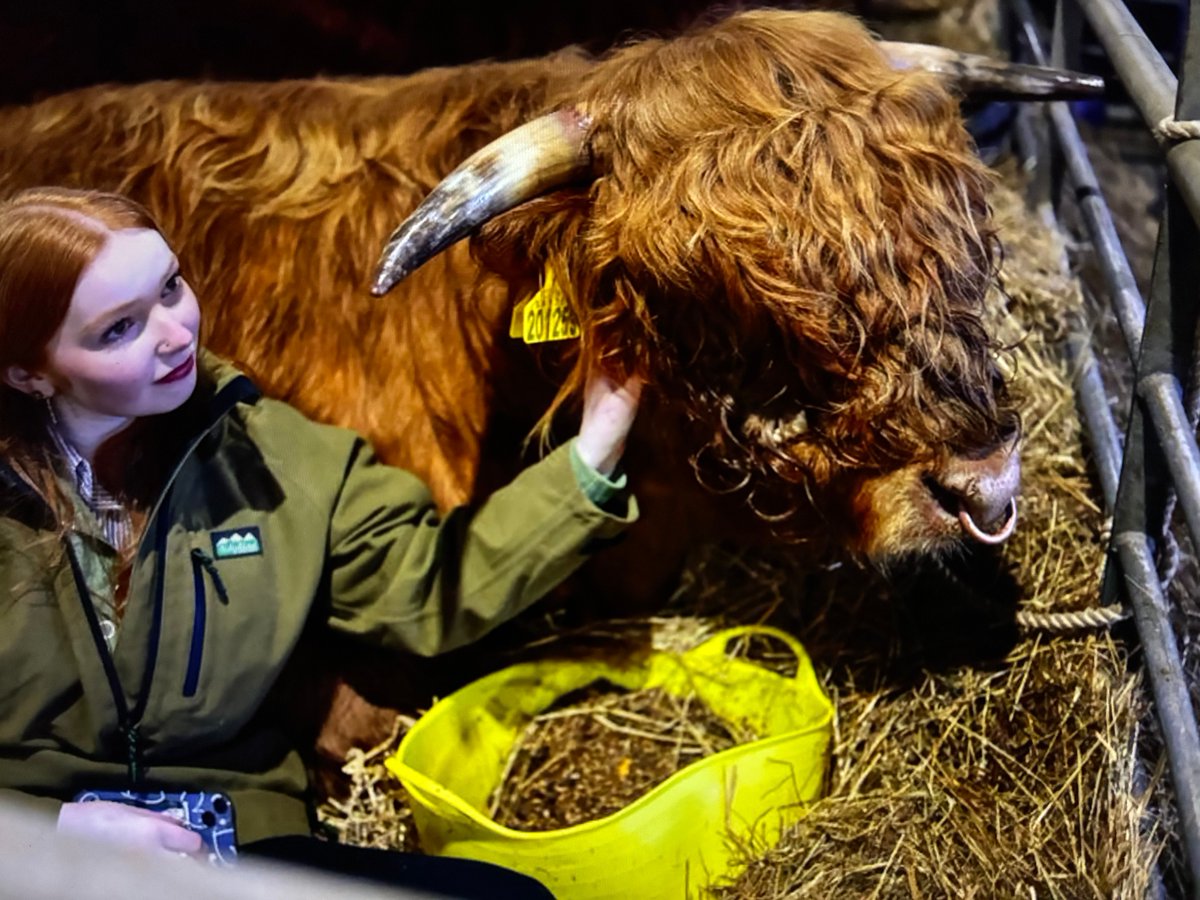 Cattle handler Kate Cameron taking part in the 135th annual Highland cattle show &amp; sale in Oban Scotland yesterday 💚