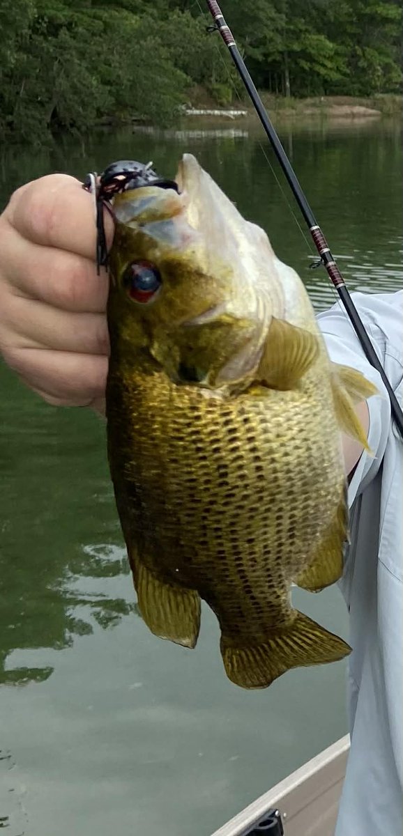 Blueberry1Lady's tweet image. My friend Today's surprise! 🎣 #fishing #RockBass #outdoorlife