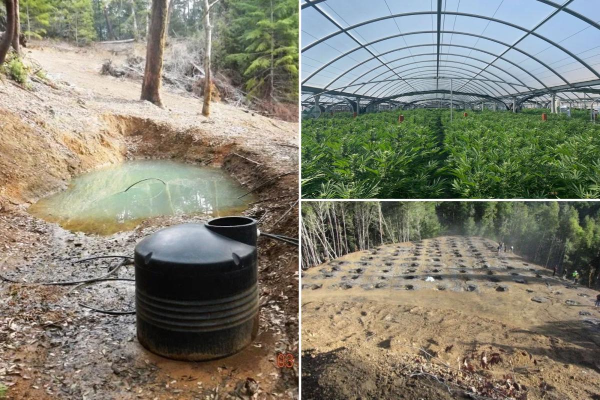 nypost's tweet image. Illegal cannabis farms poison California’s forests: ‘Ticking environmental time bomb’ nypost.com/2026/02/10/us-…