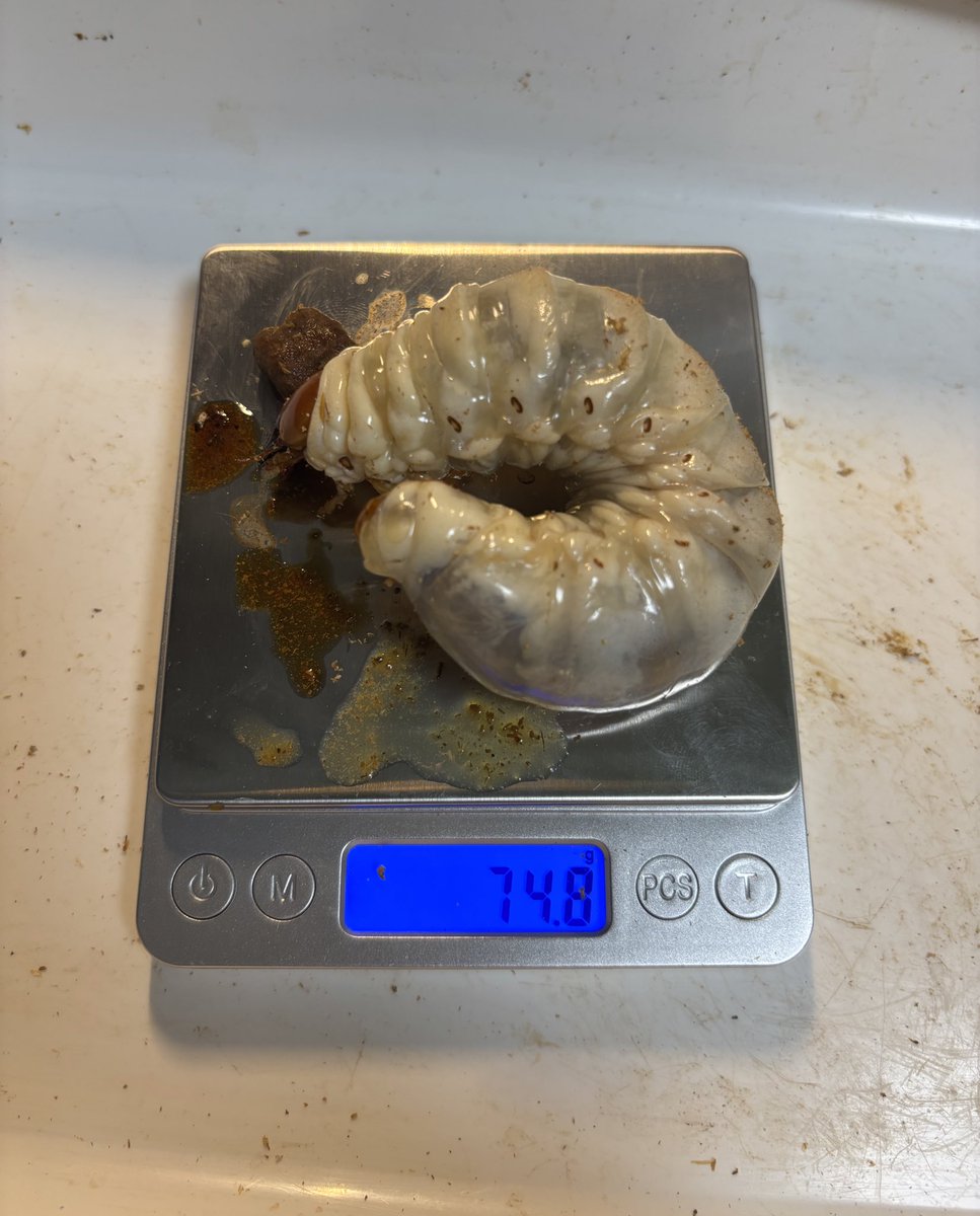 becky (@becky_insect) / Posts / X