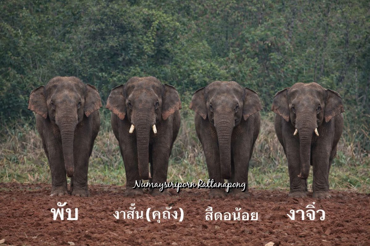 รีวนไปอย่าให้เรื่องเงียบหาย หูพับต้องได้รับความยุติธรรม และยังมีช้างป่าอีกหลายตัวที่ต้องการความช่วยเหลือ ช้างป่าก็ต้องอยู่ในป่า คนจะไปแย่งและบุกรุกป่าของสัตว์ทำไม!!?? #สีดอหูพับ