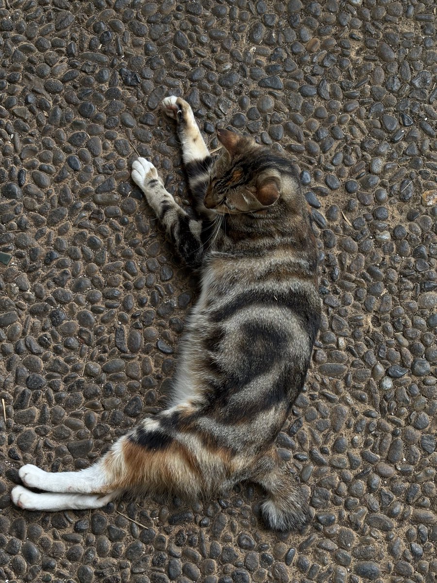 macruvers's tweet image. 