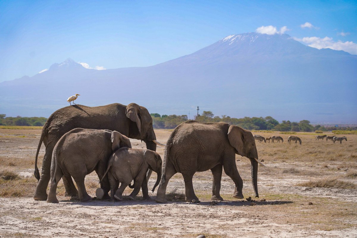 2buanROAD's tweet photo. ケニアに来てます🇰🇪
アフリカ最高峰のキリマンジャロをバックに、サバンナの野生動物たちが躍動する姿を見られて感動！ https://t.co/KyMmRSOsdM