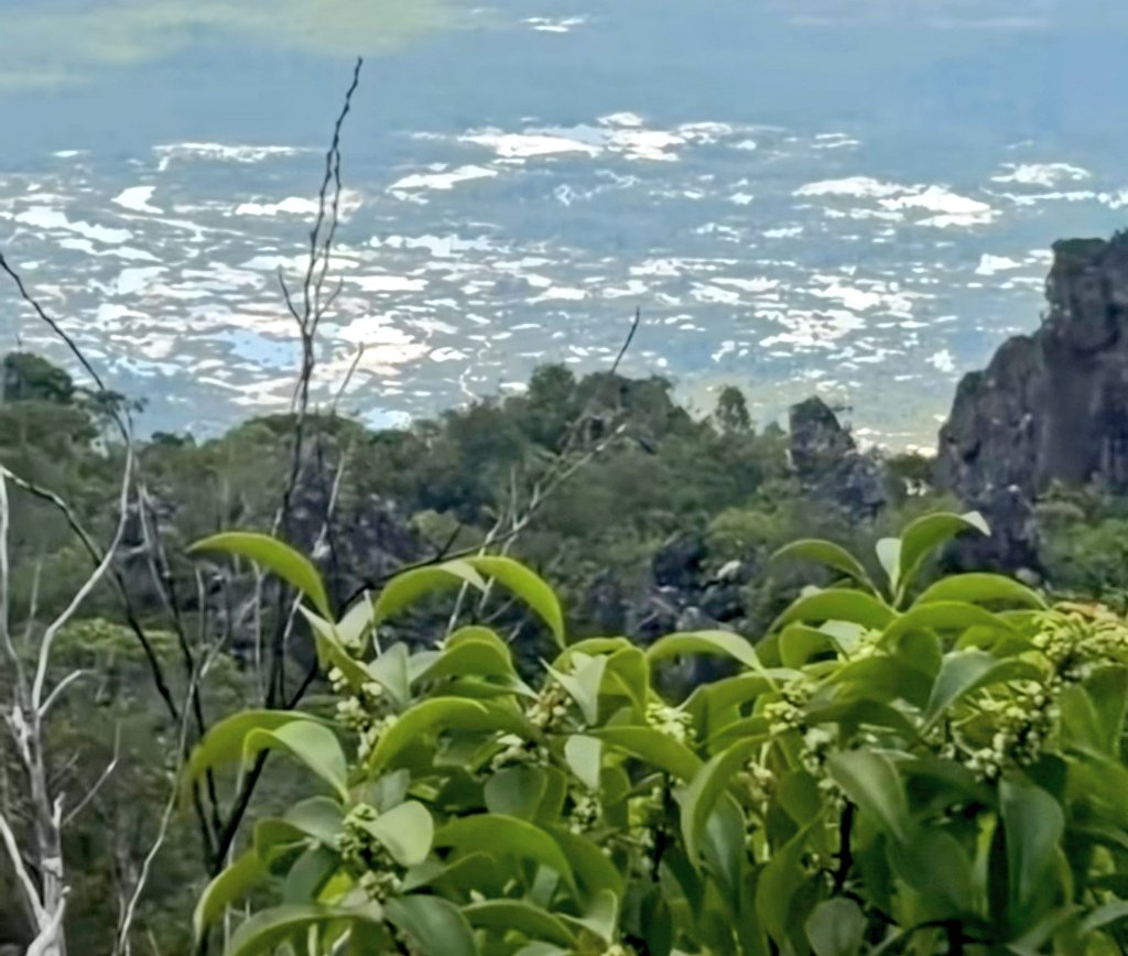 Fritz_A_Sanchez's tweet photo. Desde la cima del Yapacana observamos parte d las cicatrices d este Parque Nacional q sufrió la indiferencia militar y gubernamental x más d un década ... Aunque hoy, calladito y en menor número, continúa el extractivismo ilegal, pero controlado para q este fuera del #OjoPublico https://t.co/oAPg5IZWOb