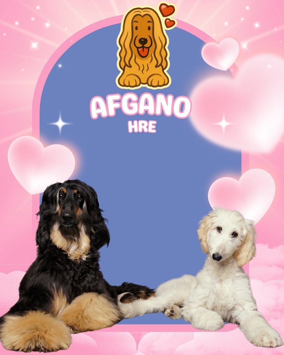 Mascotas Cachorros perros gatos Colombia club tweet media