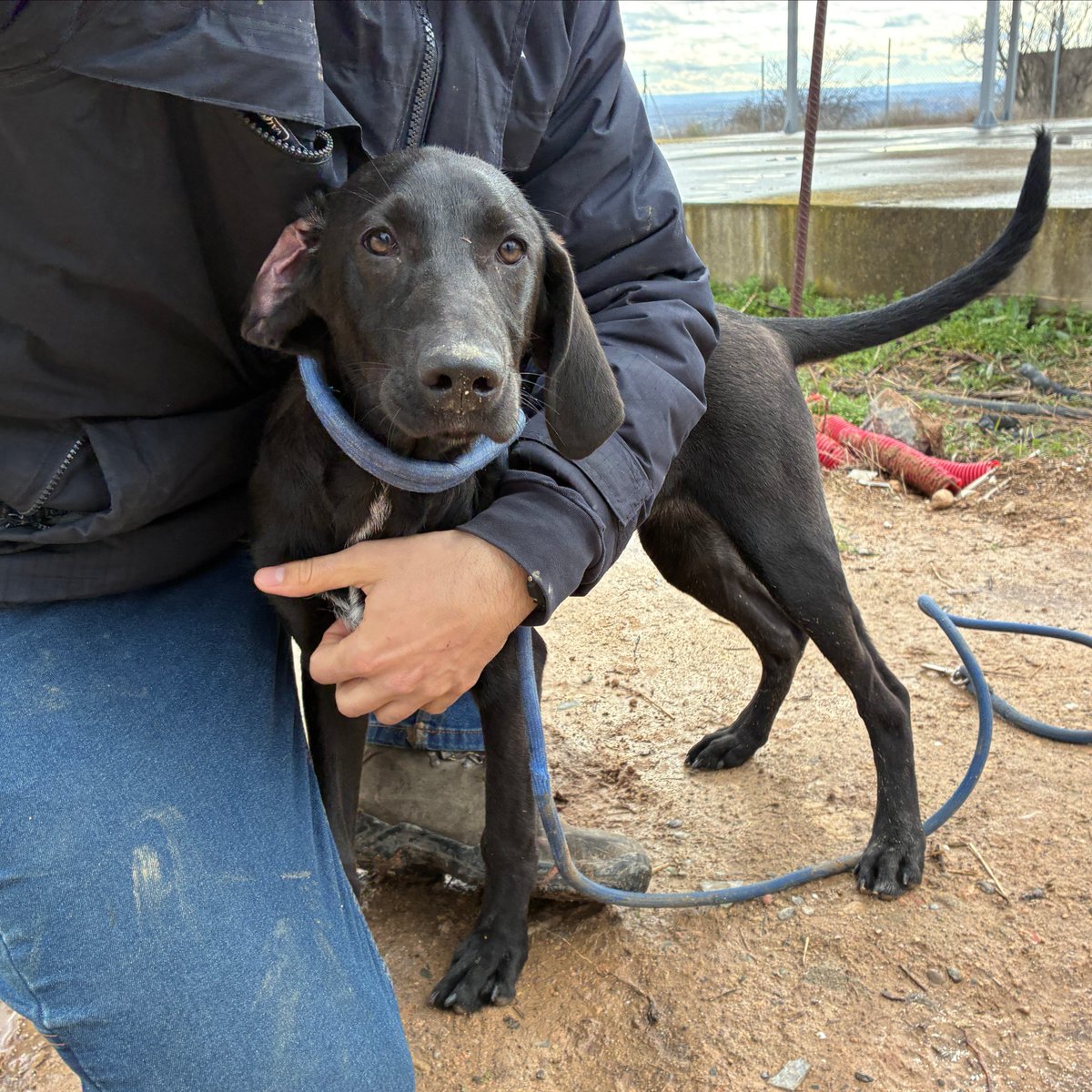 El Refugi dels Peluts tweet media