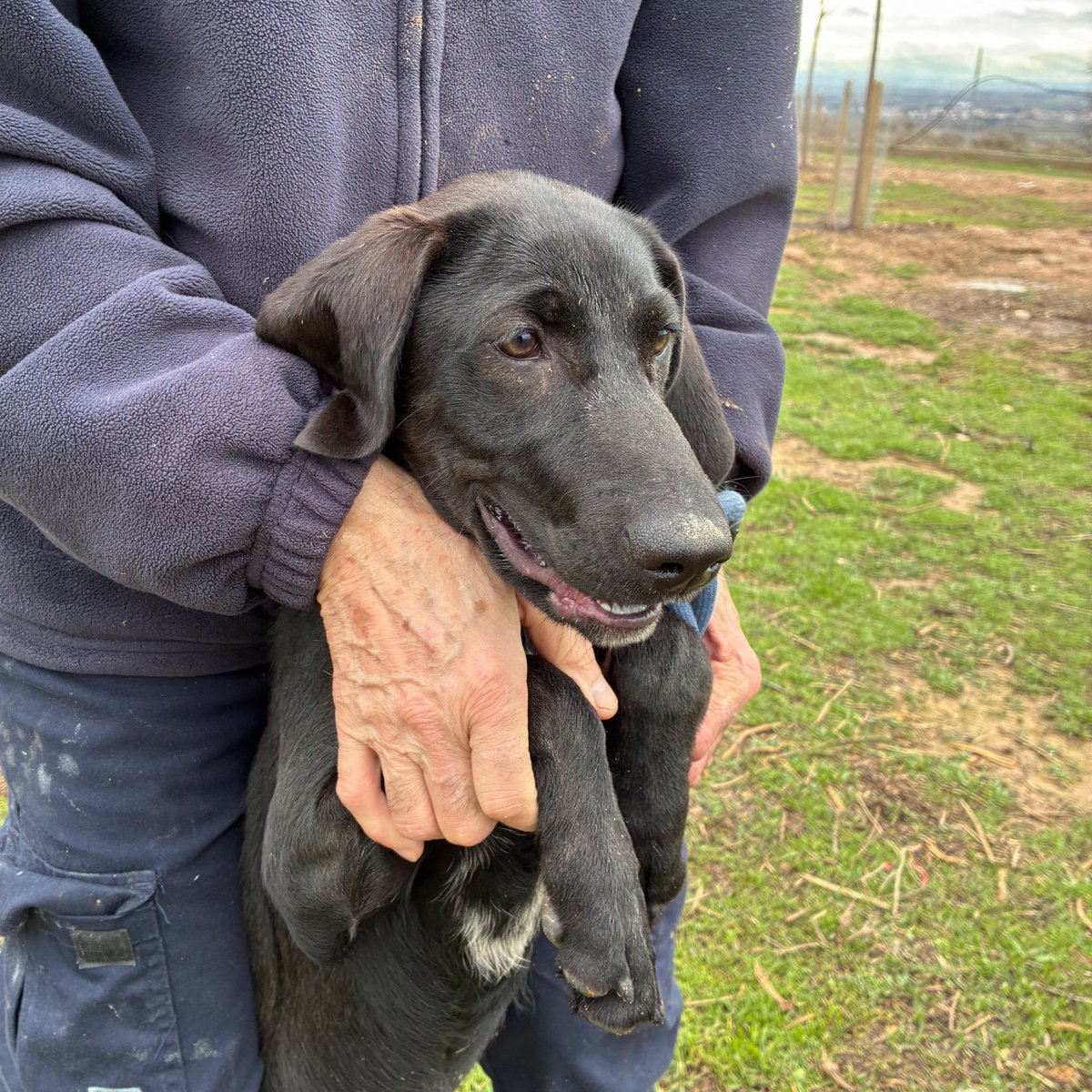 El Refugi dels Peluts tweet media