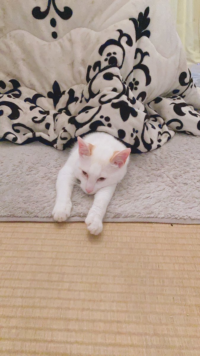 とろ美 tweet media