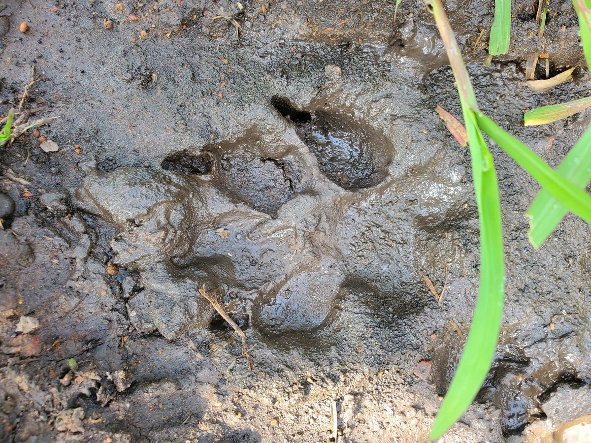Hippolytus1308's tweet photo. Animal tracking demands stepping beyond comfort into the language of the wild. Droppings, temporary nests, feeding grounds, foot prints, and broken twigs all become clues. Every sign tells a story—if you slow down enough to read it. #AnimalTracking
#IntoTheWild #ExploreUganda https://t.co/RKCvASBTrI