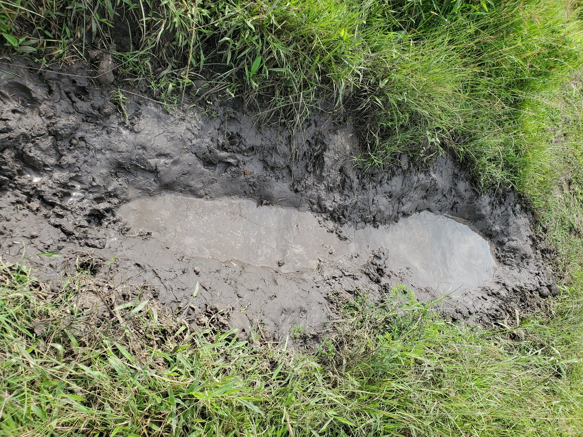 Hippolytus1308's tweet photo. Animal tracking demands stepping beyond comfort into the language of the wild. Droppings, temporary nests, feeding grounds, foot prints, and broken twigs all become clues. Every sign tells a story—if you slow down enough to read it. #AnimalTracking
#IntoTheWild #ExploreUganda https://t.co/RKCvASBTrI