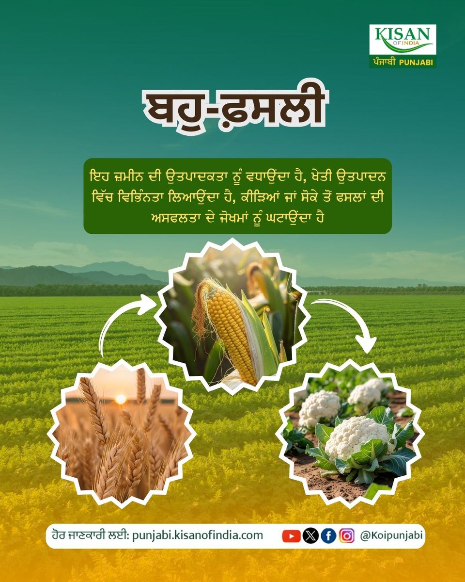 KOIPunjabi's tweet photo. ਇੱਕ ਜ਼ਮੀਨ, ਦੋ ਫ਼ਸਲ – ਵੱਧ ਮੁਨਾਫ਼ਾ, ਵੱਧ ਫਾਇਦਾ !”
#koipunjabi #KisanOfIndia #multicropping #khetibadi #khetibadi_mehkma #ClimateSmartAgriculture https://t.co/DQqU9U5oj5