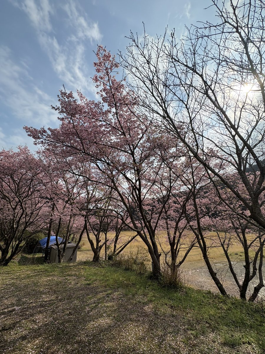 チキンナンゴー ぶぎー tweet media