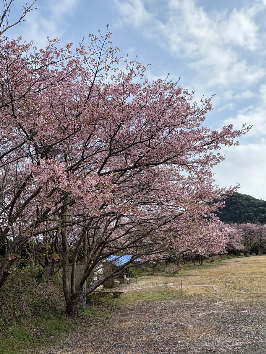 チキンナンゴー ぶぎー tweet media