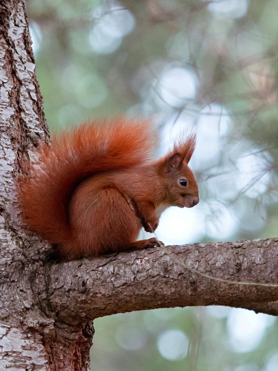 Lovely Wednesday dear friends…🌼☕️🪵🐿️🧡🤎

#GoodMorningEveryone 🌼 #CoffeeTime ☕️ #AnimalLovers 💛 #BeKindAlways 💐 #PeaceAndLove 🕊️