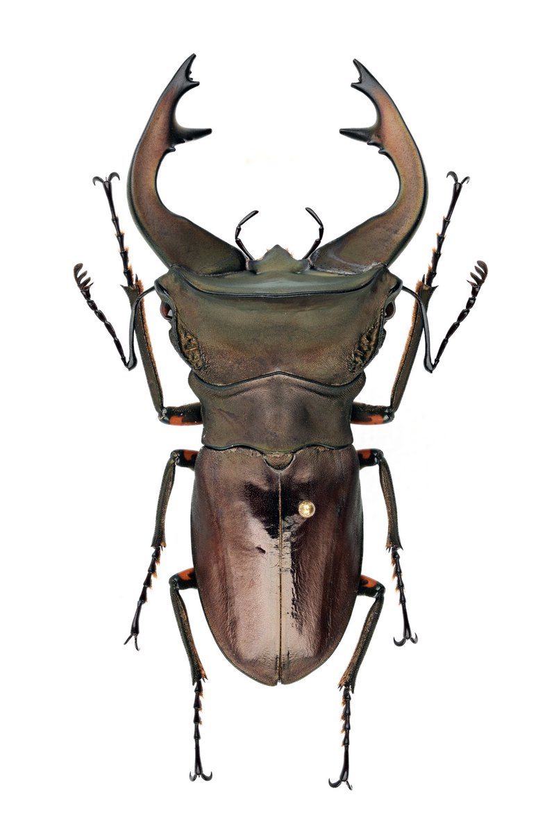 キクロ マニア tweet media