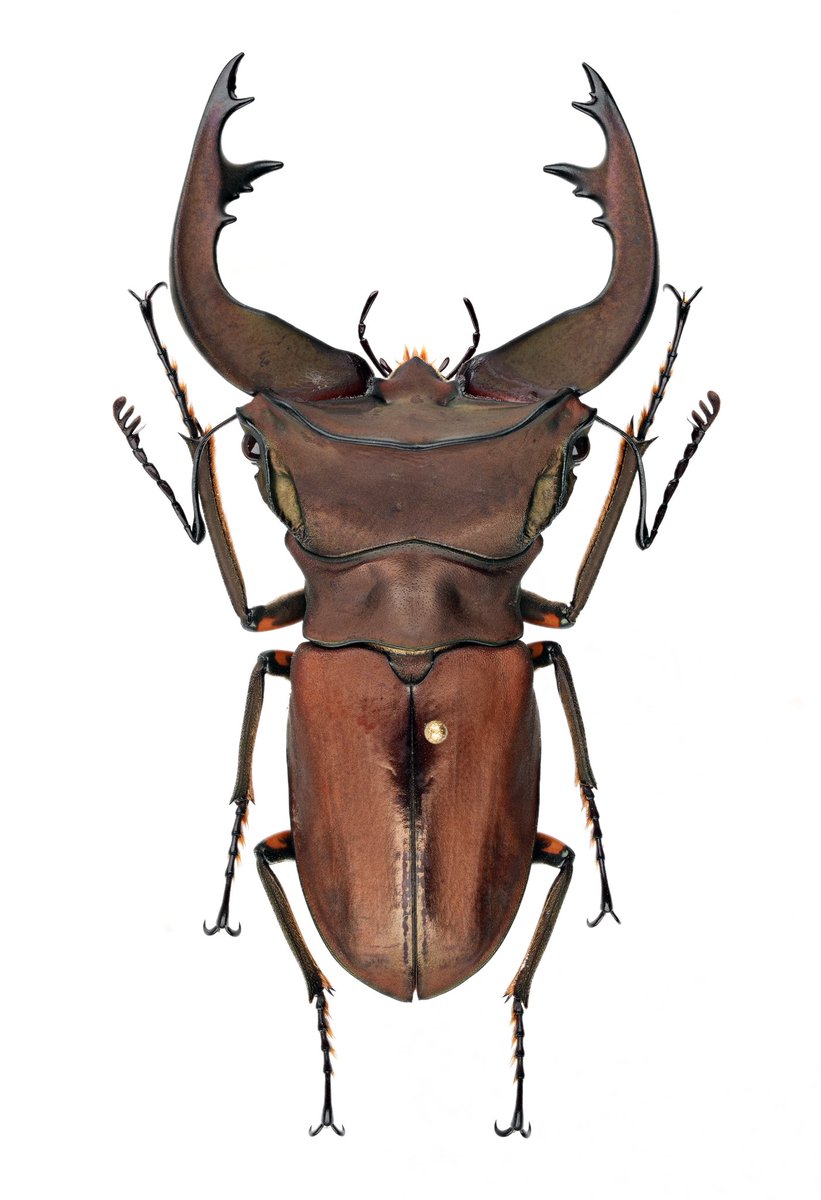 キクロ マニア tweet media