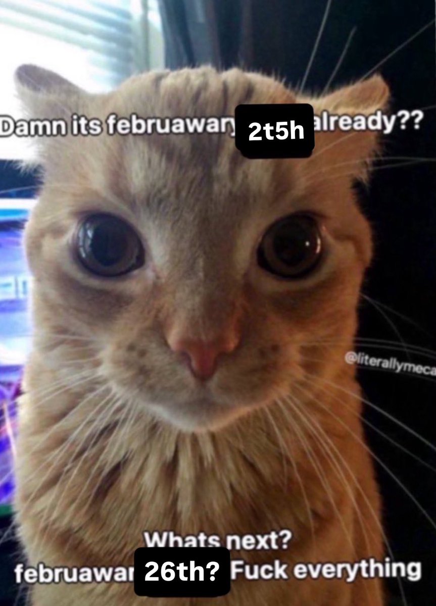 LiterallyMeCats (@literallymecats) on Twitter photo 