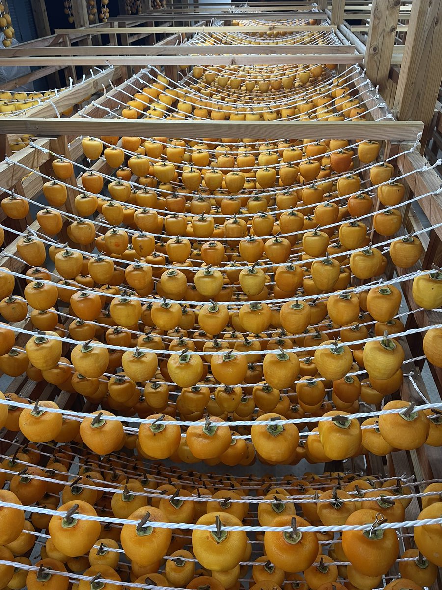 丸森町の伊具高校の生徒が2025年12月、干し柿作りを体験しました。会場は丸森町耕野地区のいなか道の駅やしまや。

店主八島哲郎の指導のもと生徒、先生がピーラーを使って体験しました。初めての方が多かったですが、最後には綺麗にむいていました。先月末、出来上がった干し柿を手渡しました。