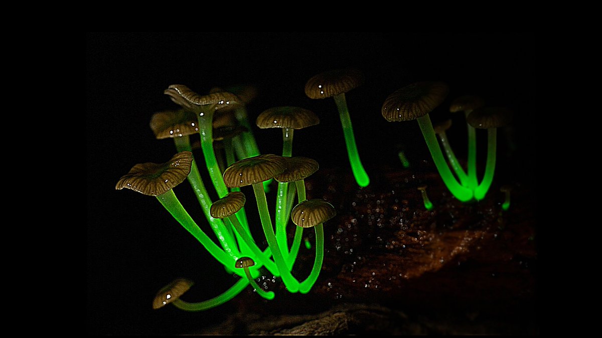 ThinkAb0utItt's tweet photo. These mushrooms are called bioluminescent fungi.

They emit a soft green glow visible in darkness, created by a natural chemical reaction similar to fireflies. The light can last for days while fresh. 
Aim of the glow is to possibly attract  insects that help spread its spores. https://t.co/ojNi8BCAtX