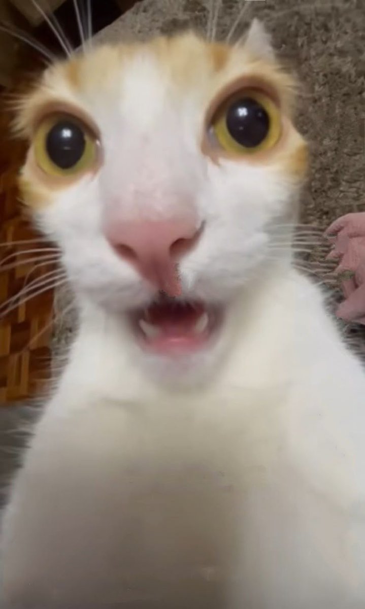 Borealis tweet media