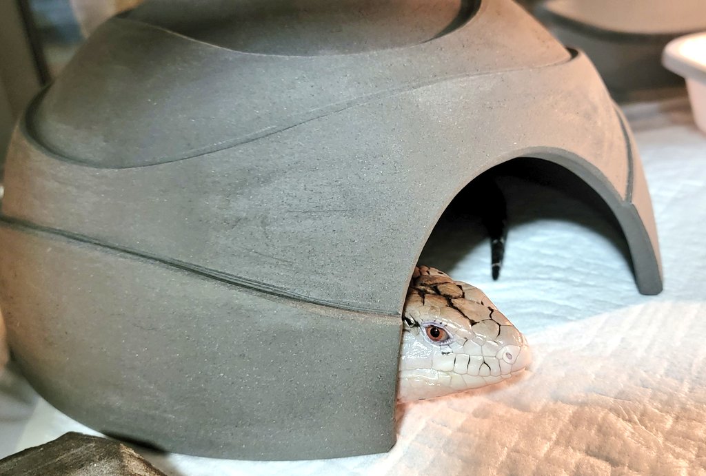 アオジタ入れるシェルターって既製品じゃ見つけられず😵‍💫FFさんのポスト見て
私も作って頂きました🙇‍♀️🙇‍♀️
れんげにはまだ大きいけど、しゃもじはすっぽりのサイズ感🤭💖ありがとうございます🙌
<a href="/shouheicocoa/">原田省平 陶芸家</a>
