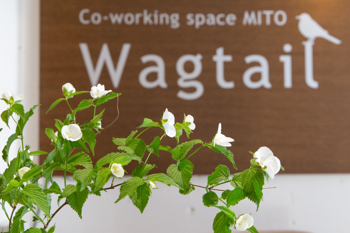 Wagtail_Mito's tweet photo. 閉館のお知らせ

平素よりワグテイルをご利用いただき、誠にありがとうございます。

このたびワグテイルは、2月28日をもちまして閉館することとなりました。
長年にわたり多くの皆さまにご愛顧いただき、心より感謝申し上げます。

皆さまの今後のご健勝とご多幸を心よりお祈り申し上げます。 https://t.co/IrXjgxOzQ6
