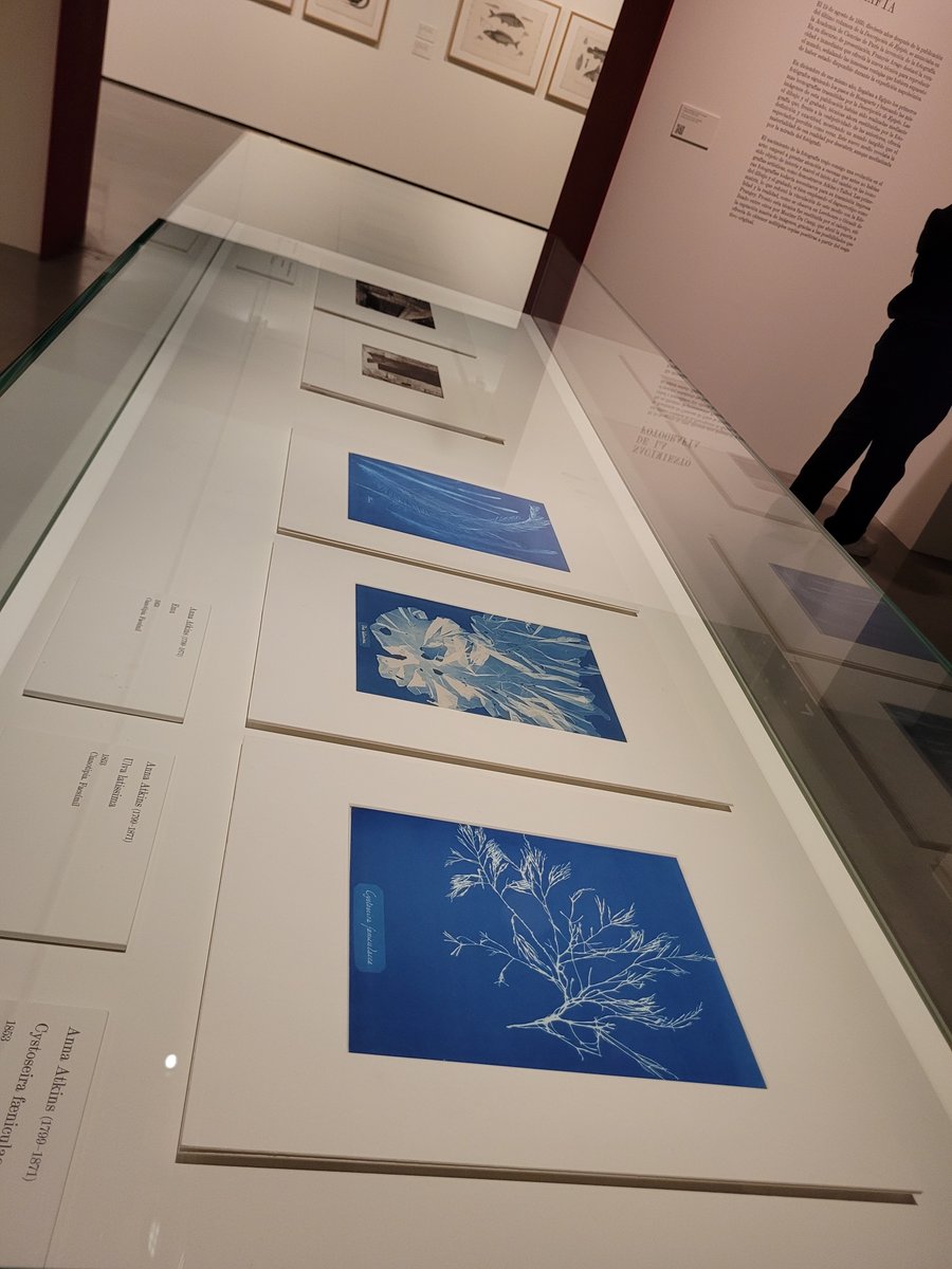 madridemujeres's tweet photo. Tienes fotografías de la botánica Anna Atkins ( 1799 -1871)​ en @EspacioFTef en Acceso libre @OficialSebot  @SEBotany @JovenesBotanica @femiagenda_mad Acceso libre #botánica @fotografaseem https://t.co/eF0tC1bCIS