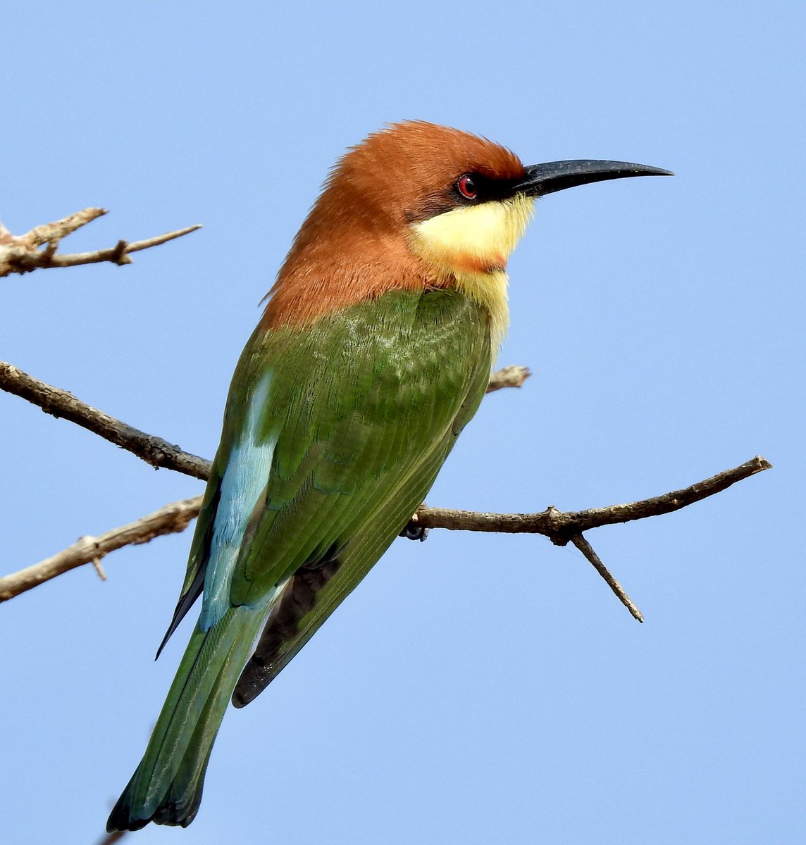 Hem Sagar Baral tweet media