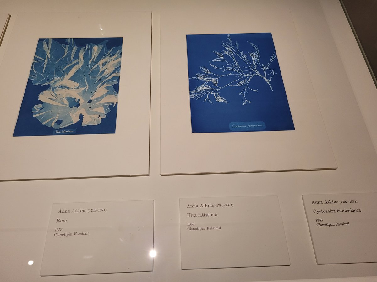 madridemujeres's tweet photo. Tienes fotografías de la botánica Anna Atkins ( 1799 -1871)​ en @EspacioFTef en Acceso libre @OficialSebot  @SEBotany @JovenesBotanica @femiagenda_mad Acceso libre #botánica @fotografaseem https://t.co/eF0tC1bCIS