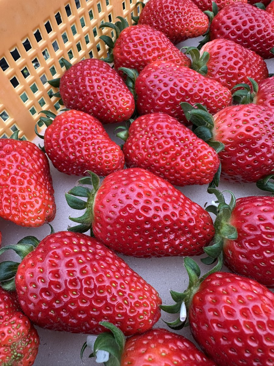 lymAIpsWPLfIepy's tweet photo. 完熟ツヤツヤイチゴ🍓 https://t.co/6OG5YBRHcE