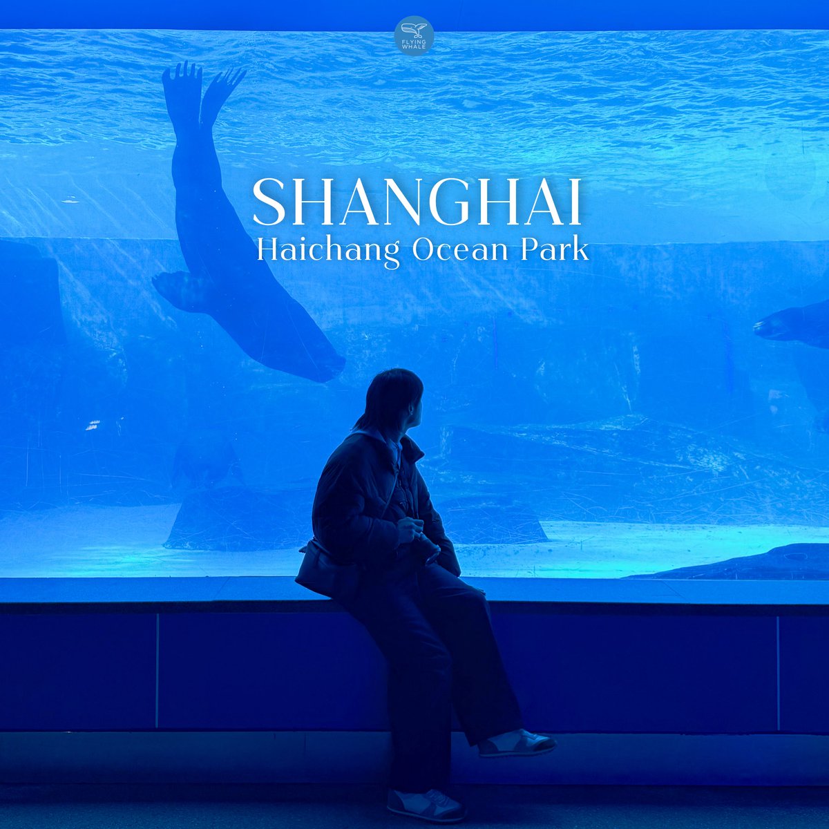 flyingwhalemag's tweet photo. Shanghai Haichang Ocean Park ธีมพาร์กที่รวมทั้งพิพิธภัณฑ์สัตว์น้ำและสวนสนุกไว้ในที่เดียว @เซี่ยงไฮ้

📍พิกัด: Shanghai Haichang Ocean Park, เซี่ยงไฮ้, จีน
🚇การเดินทาง: ลงสถานี Lingang avenue แล้วเรียก Didi มาอีก 10 นาที
⏰เวลา: 9.30 - 17.00 น. (เวลาทำการและกิจกรรมอาจมีการปรับเปลี่ยนตามฤดูกาล เพื่อความแน่ใจ แนะนำให้ตรวจสอบจากเว็บไซต์ที่ซื้อตั๋วตามวันที่จะเข้าชม ส่วนตารางกิจกรรมสามารถสอบถามได้ที่จุดประชาสัมพันธ์ของพาร์ก)
🎟️ควรจองบัตรผ่าน Klook หรือ Trip .com