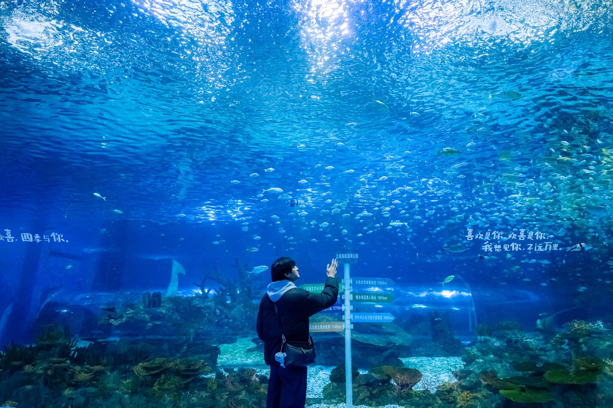 flyingwhalemag's tweet photo. Shanghai Haichang Ocean Park ธีมพาร์กที่รวมทั้งพิพิธภัณฑ์สัตว์น้ำและสวนสนุกไว้ในที่เดียว @เซี่ยงไฮ้

📍พิกัด: Shanghai Haichang Ocean Park, เซี่ยงไฮ้, จีน
🚇การเดินทาง: ลงสถานี Lingang avenue แล้วเรียก Didi มาอีก 10 นาที
⏰เวลา: 9.30 - 17.00 น. (เวลาทำการและกิจกรรมอาจมีการปรับเปลี่ยนตามฤดูกาล เพื่อความแน่ใจ แนะนำให้ตรวจสอบจากเว็บไซต์ที่ซื้อตั๋วตามวันที่จะเข้าชม ส่วนตารางกิจกรรมสามารถสอบถามได้ที่จุดประชาสัมพันธ์ของพาร์ก)
🎟️ควรจองบัตรผ่าน Klook หรือ Trip .com