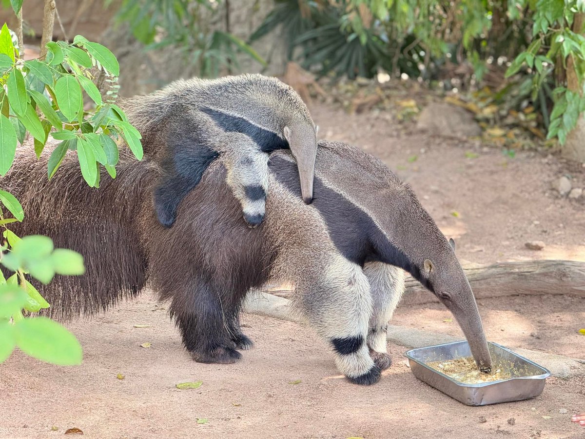 น้องก๊อปแก๊ป ลูกตัวกินมดยักษ์ #สวนสัตว์เปิดเขาเขียว #ชลบุรี