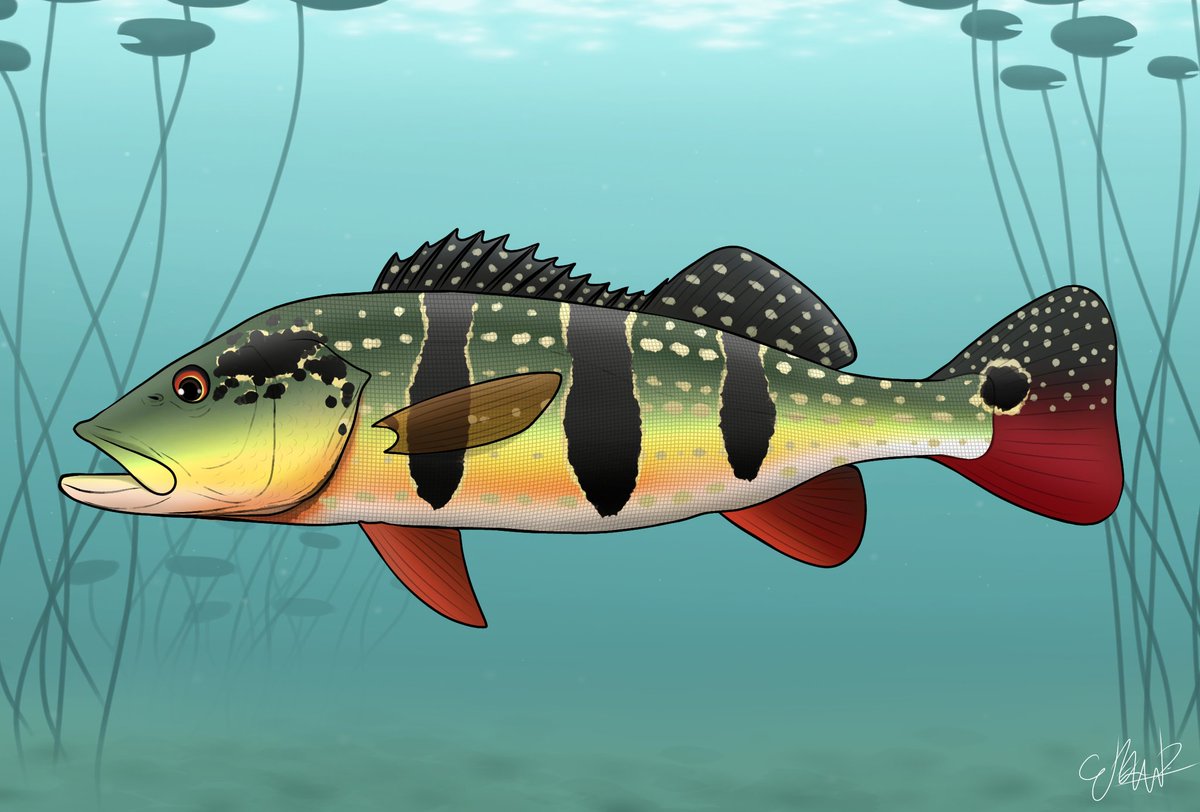 rachman_erza's tweet photo. Yes.
I draw anything i want. From fish, marine life, paleoart, to holo ID, etc. https://t.co/pD5RN6YBSX