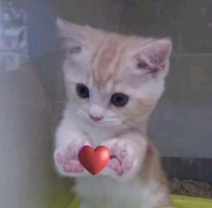 รักจั๊นมั้ย 🥺🥺🥺