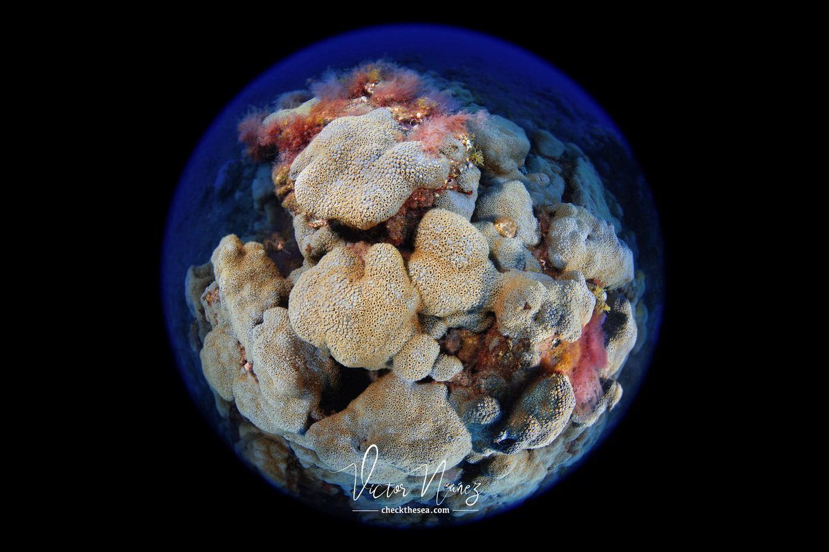 Check the Sea tweet media