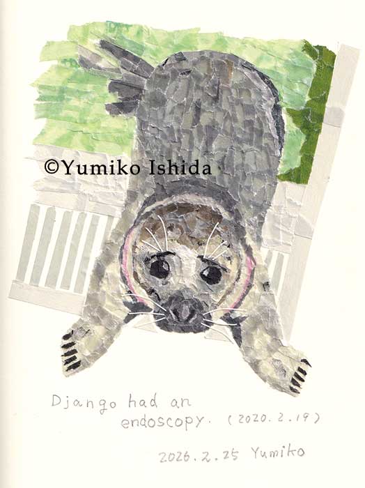 先日のライブのサムネイル、Djangoの困ったようなお顔が可愛くて。その後のライブ本編でも、手を振るような仕草に思わず頬が緩みました。

続いている血尿の原因を探るべく内視鏡検査を受けたDjango。
Django、元気になってね。
ワッデン海に帰ろうね。

#zeehondencentrum 
#アザラシ幼稚園
#seal